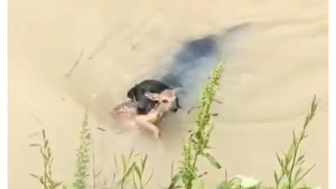 Smart Dog Help Deer in The River 🐐 #shorts