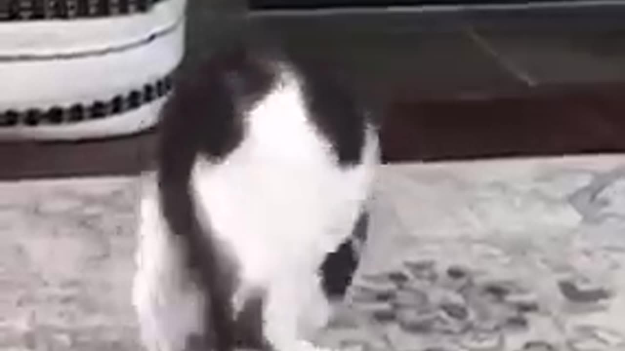 funny cat