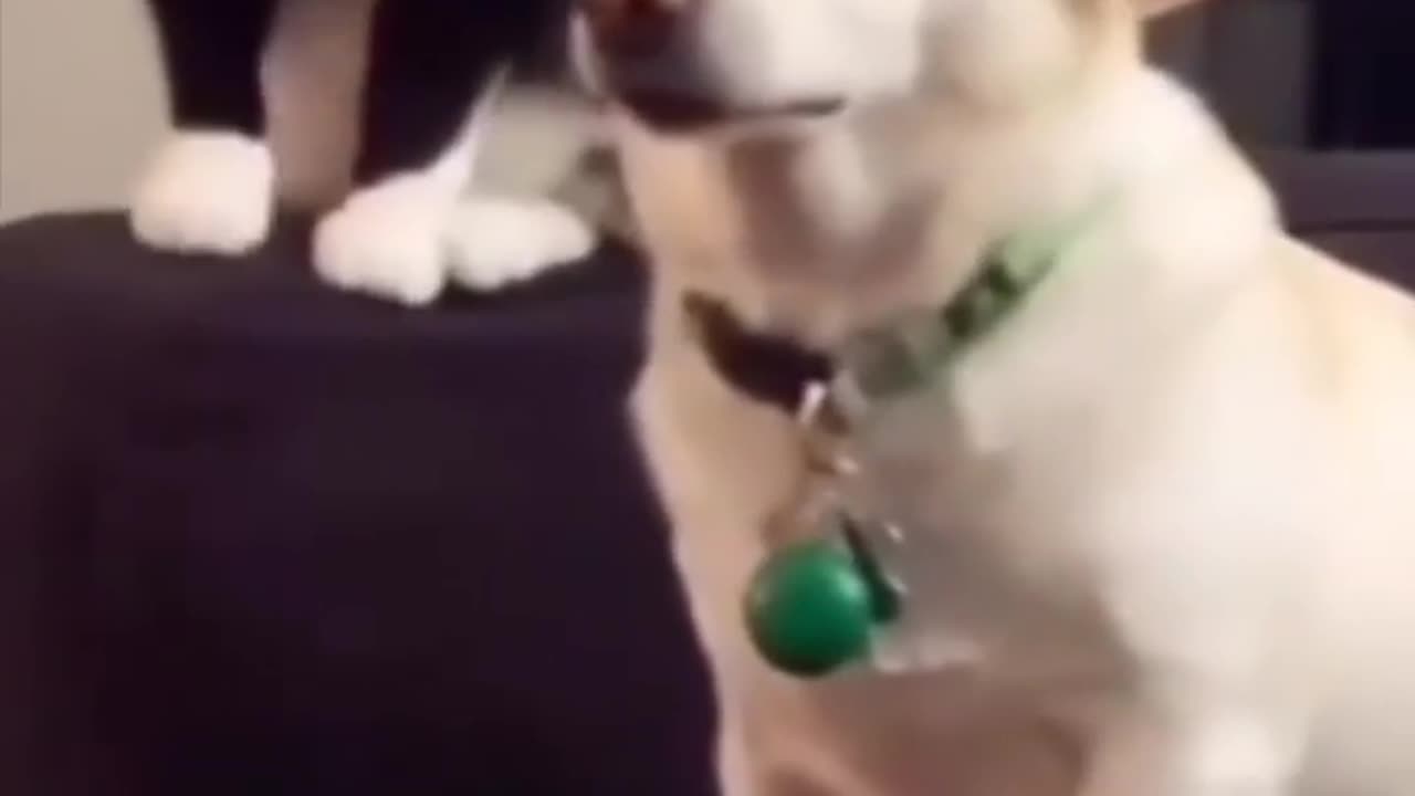 "Paws and Effect: A Tail of Hilarious Animal Antics"