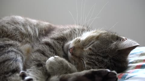 Cute Cat 😍