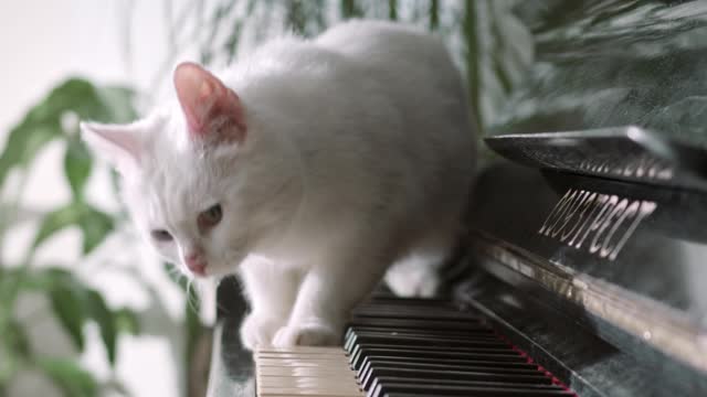 Piano cat