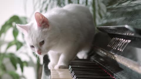 Piano cat