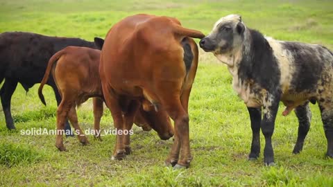 Animals sounds