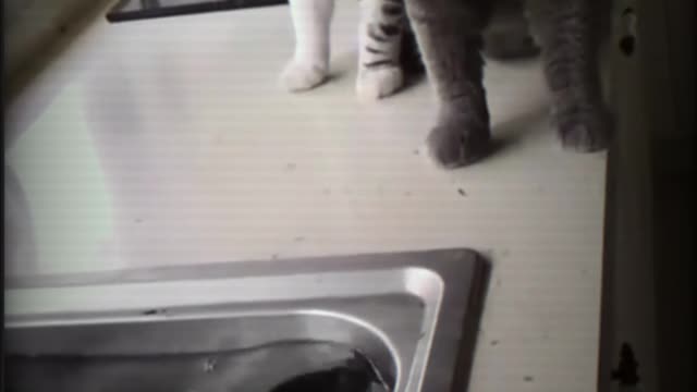 Funny and famous animal dog and cat