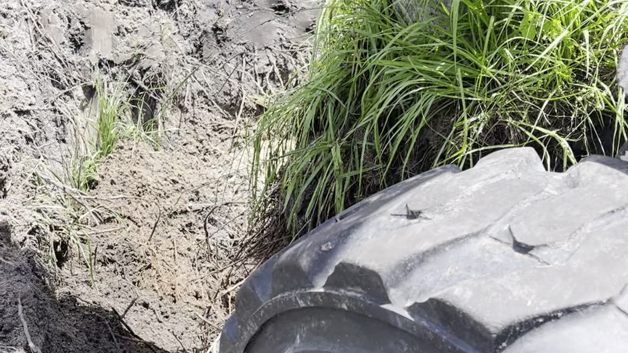 Moving Sabal palm to make room for new grow house