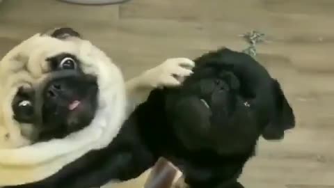 Funny dog video