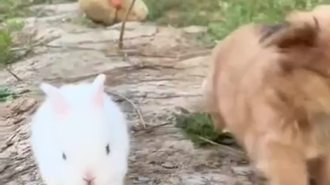 Little Puppy And Snowy Cute Rabbit #shorts #shortvideo #video #virals #videoviral