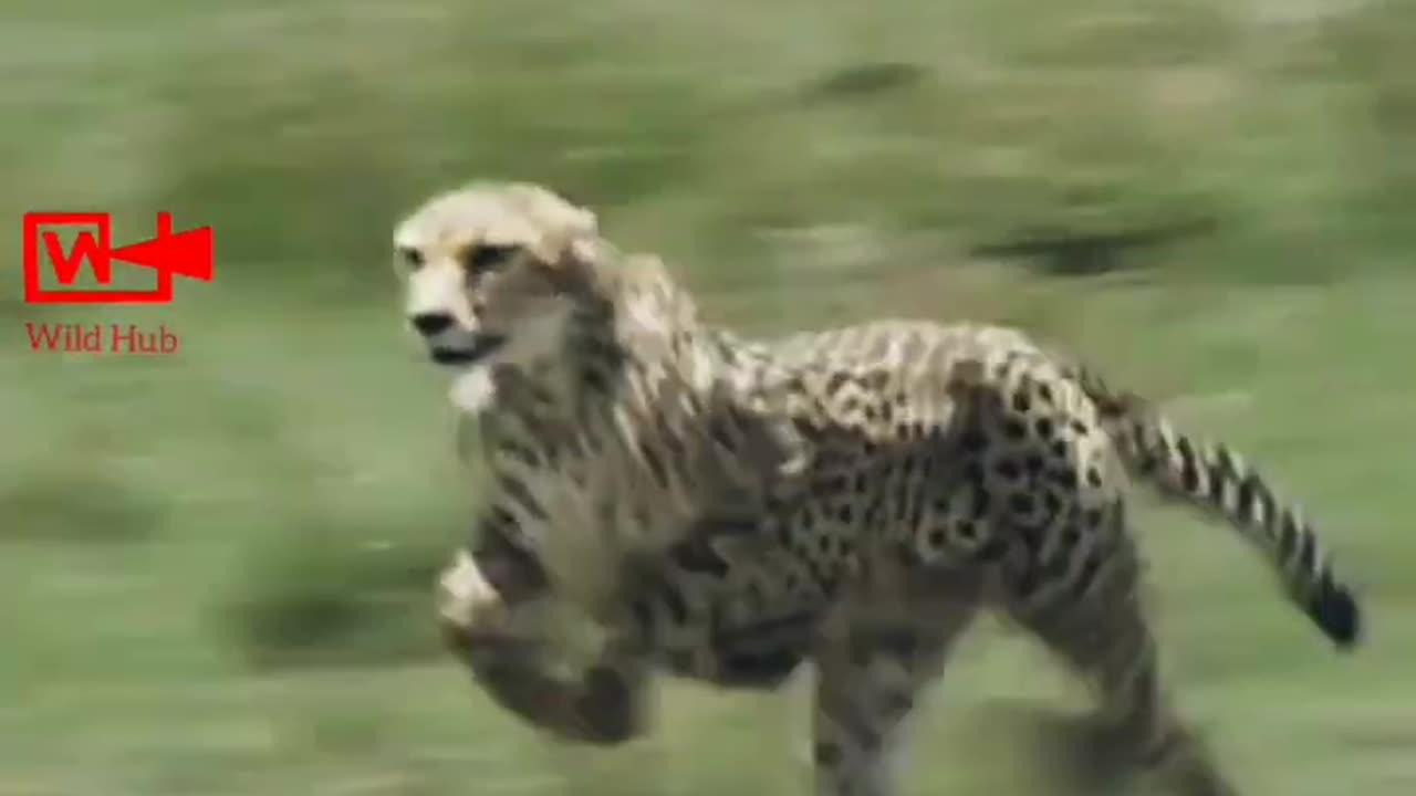 Cheetah Hunts Antelope | Unbelievable Cheetah Running Speed