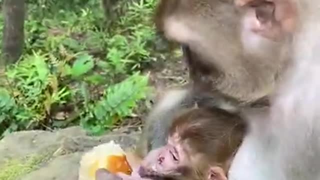 Cute Monkey China & Funny Love monkey| Animals Love