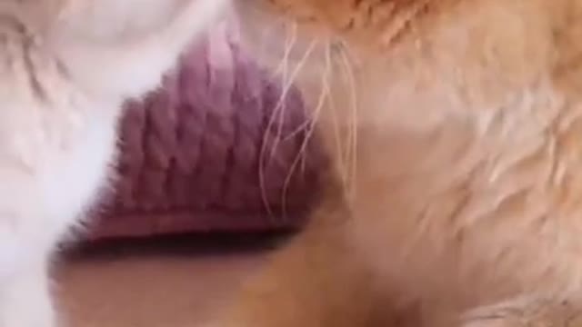 Cute Cat Funny Video #shorts #short #cat #catvideos