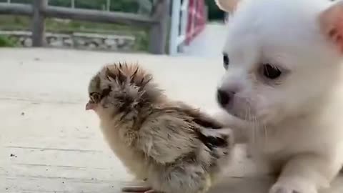 Cutest animal friendship