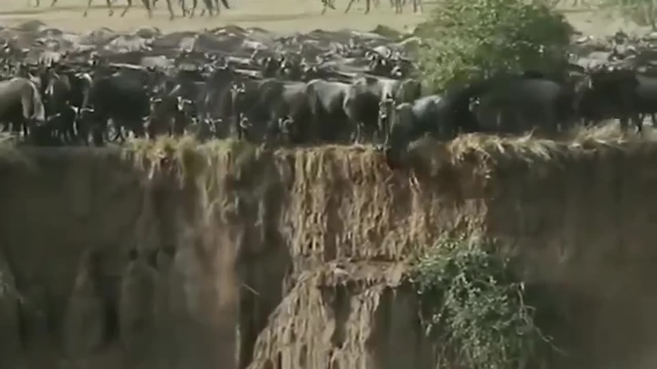 Wildebeest migration