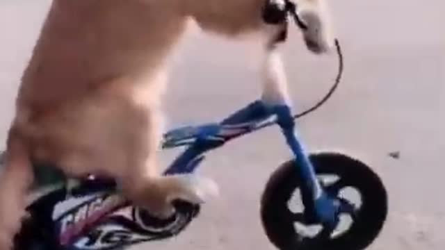 SMART DOG And Funny Videos Compilation 2021