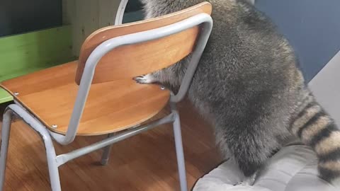 Raccoon trying to get on the chair