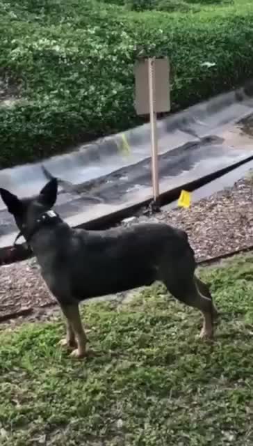 Dog Recallingnthe Time a BirdnCrashed Into His Butt