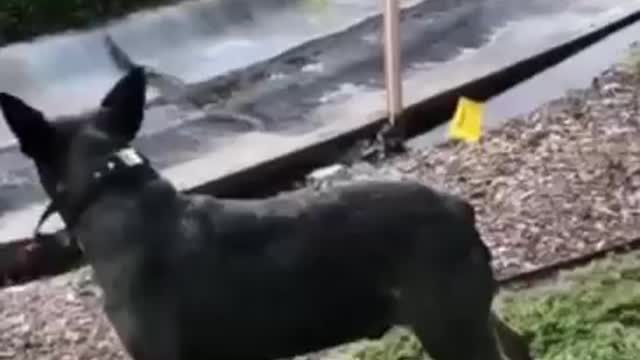 Dog Recallingnthe Time a BirdnCrashed Into His Butt