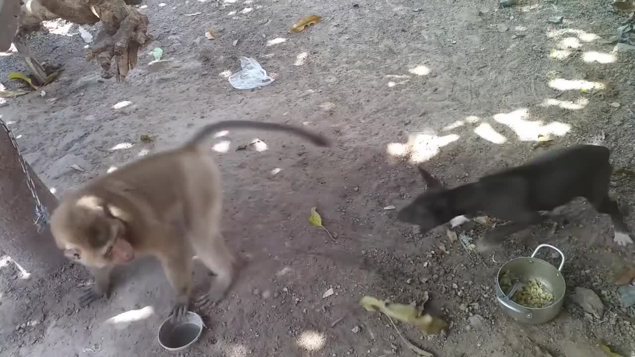 Monkey vs dog real fight