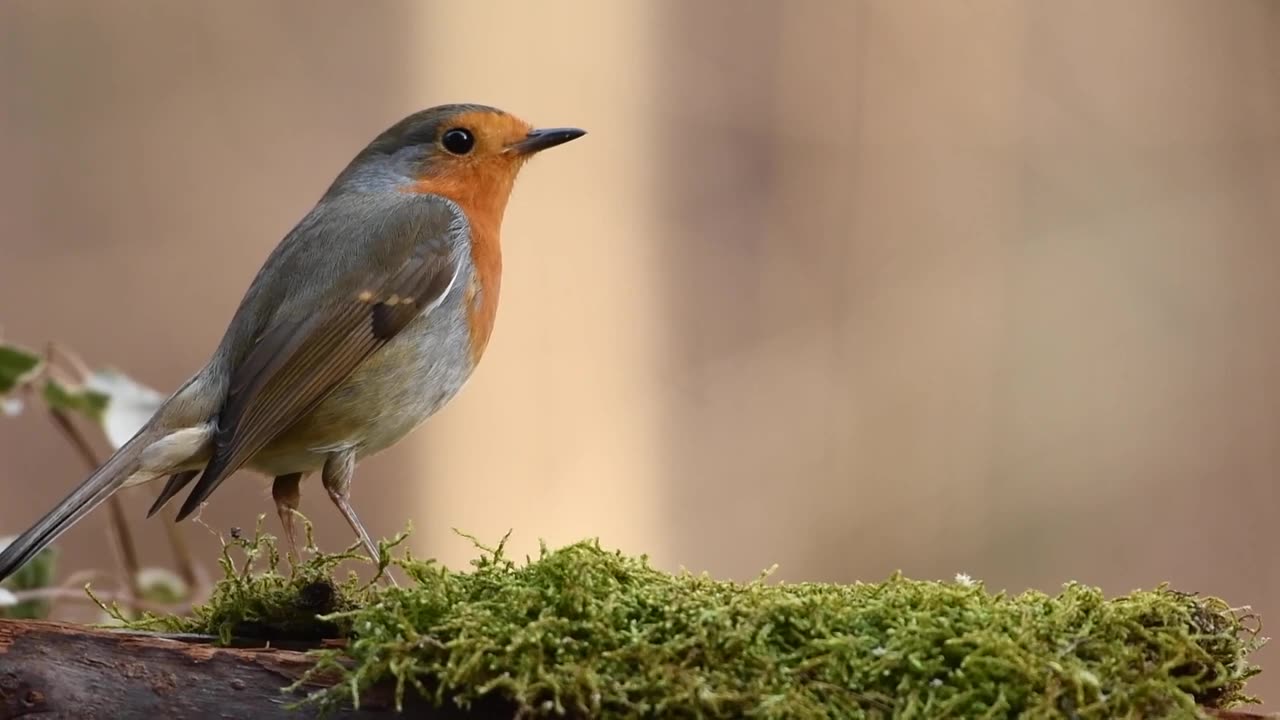 Beauty of nature Robin Bird find in jungle