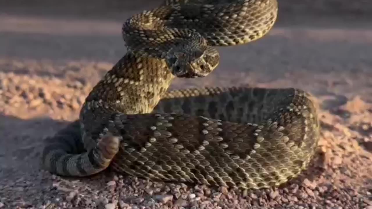 The rattlesnake's rattle is very interesting ~When used as a threat display element the rattle at the end of a rattlesnake's tail can shake 50 to 100 times per second