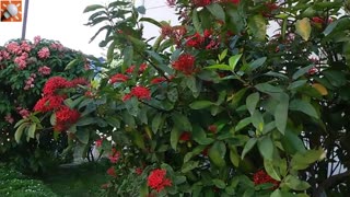 Beauty of Nature-Flower Garden Video