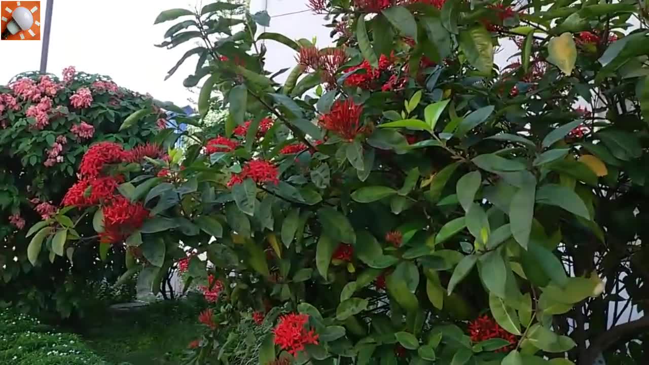 Beauty of Nature-Flower Garden Video