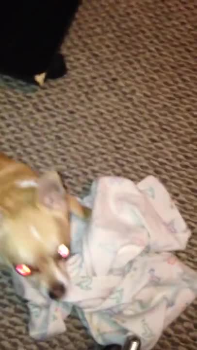 EVP caught on video by accident!