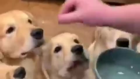 CUTE DOGS 🐕 Smart Dogs