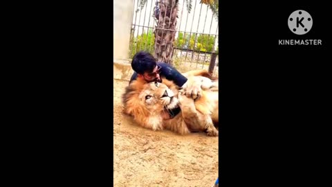 Fun with Lion