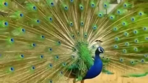 Peacock Dancing is a very Beautifull