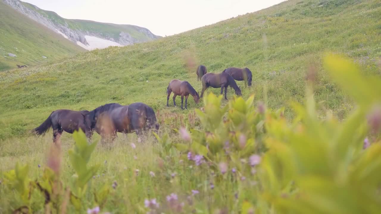 Horses grazing on green field and eating grass on mountain landscape background