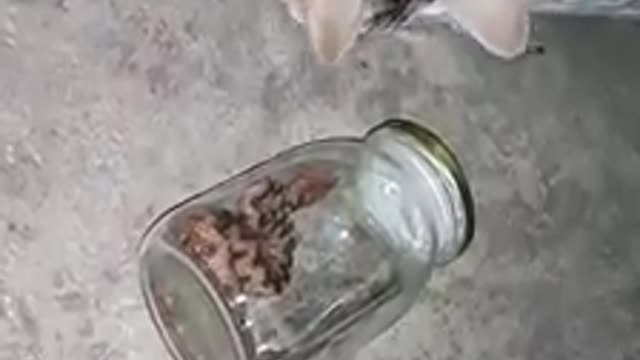 Cat cautious with the snake and when in the jar