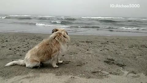 Blonde dog watches german shepherd sprint past beach