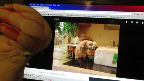 Cockatoo Taps Along to Video of Herself