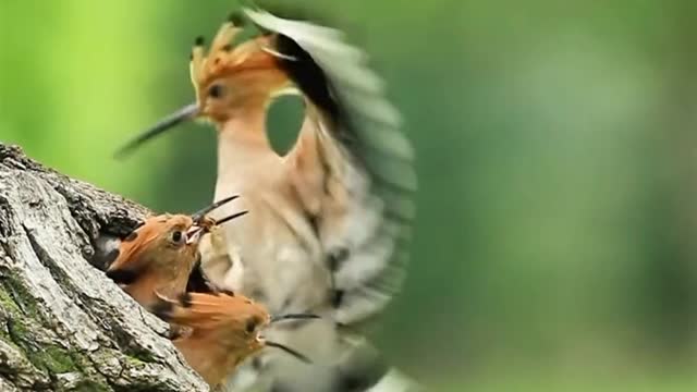 Woodpecker feeding Closeup video