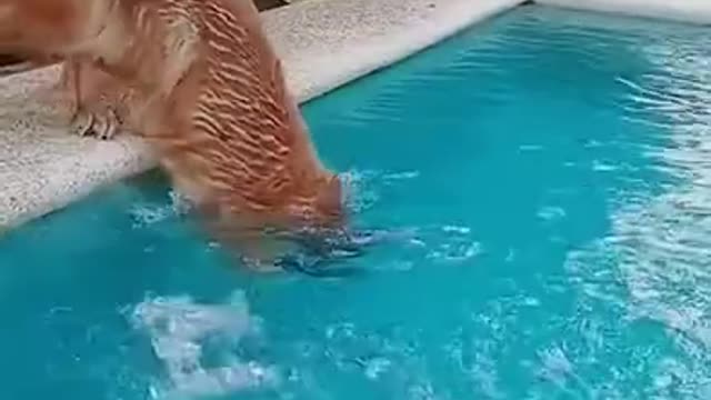 funny animals #animals #dogs #dogsoftiktok #dogswimming