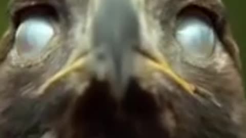 Eagle eye