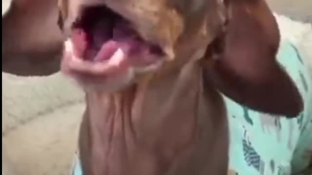 Dog voice over very funny