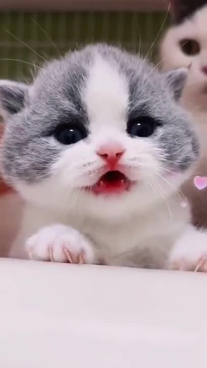 OMG-Cute & Funny Cats-Aww Animals-#54 -#FunnyAnimals-#animals-#Shorts-Sad Animals Videos#cats