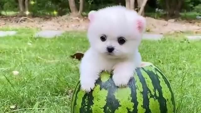 Funny and Cute Dog Video