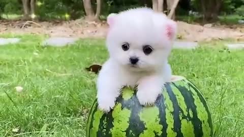 Funny and Cute Dog Video