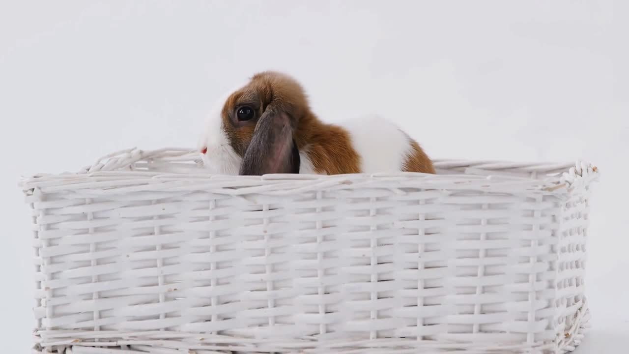 Studio Shot Of Miniature Brown And White Flop Eared Rabbit Sitting In Basket Bed On White Background