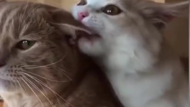 Cute cat