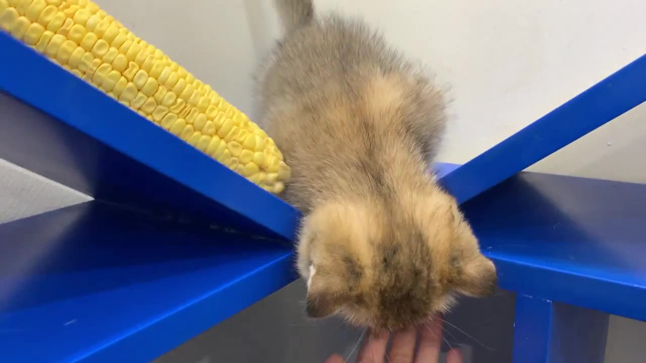 Kitten Vs Corn