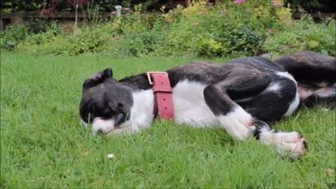 Adorable Puppy Loves Getting Laid And Playing On The Grass - Spring Time!