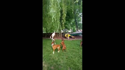 Boxer dog hilariously jump higher to reach the leaves of tree.