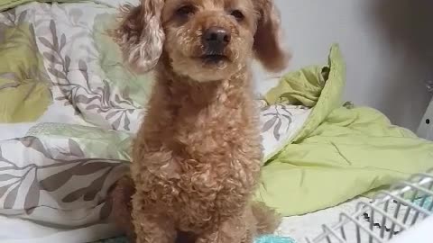 My dog, the fan-breathing dog.