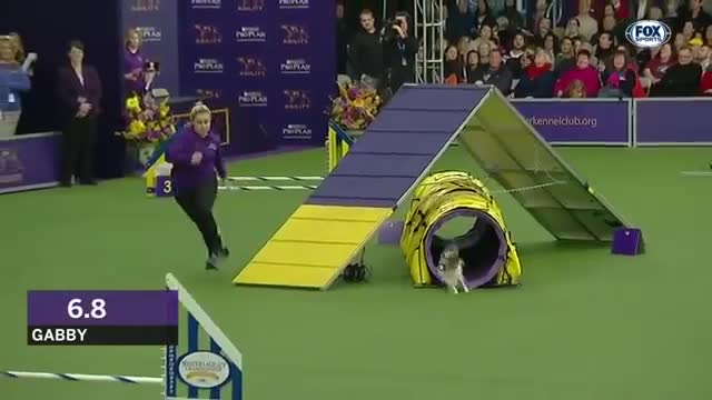 dog agility competition