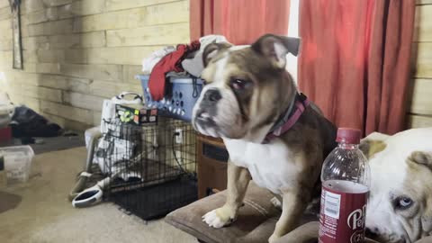 English bulldog super confused head turn