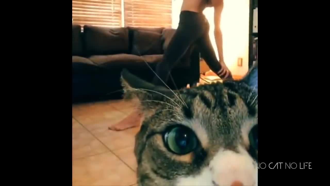 funny, CATS, comedy video for all ages.