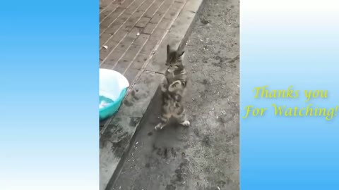 Enjoy funny cats dancing